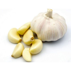 Garlic 5/6U.  